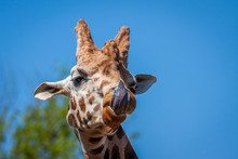 Giraffe Sticking Out Her Tongue