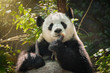 Giant panda bear in China