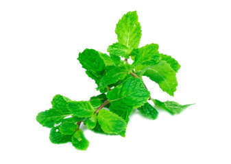 Fresh spearmint leaves isolated on the white background.