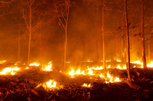 Forest Fire, Wildfire.