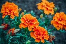Natural Background Of Orange Flowers