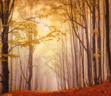 A Misty Fantastic Autumn Forest. The Beech Trees Are In A Fog.
