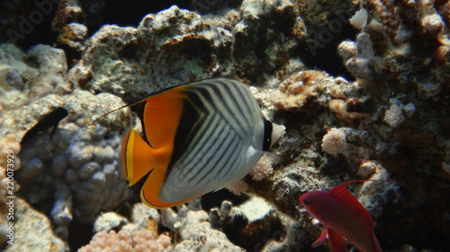 Zdjęcie XXL ryby, podwodne, koralowce,