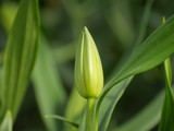 Fototapeta Tulipany - Ornamental Nursery