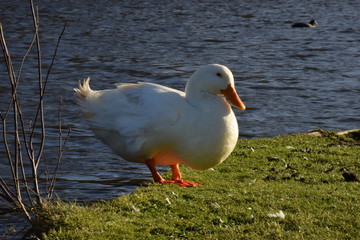 white goose sitting on grass