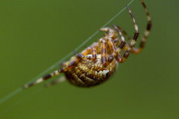 spider crawling in web and spider web close up