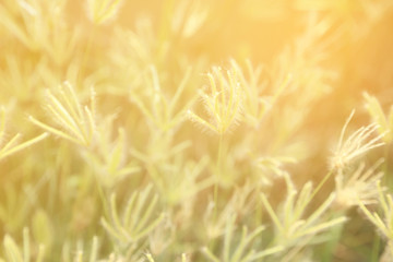 Wall Mural - Abstract background of soft and blurred grassland of Swallen Finger Grass with warm light vintage toned.
