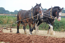 Shire Horses Ploughing