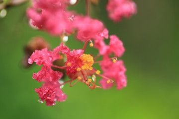 Wall Mural - After rain garden. Pink flowers with water drop on green blurred background.