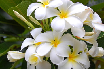 Wall Mural - Plumeria flowers blooming in summer in Thailand