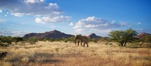Namibia Wild Desert Elephant From Front