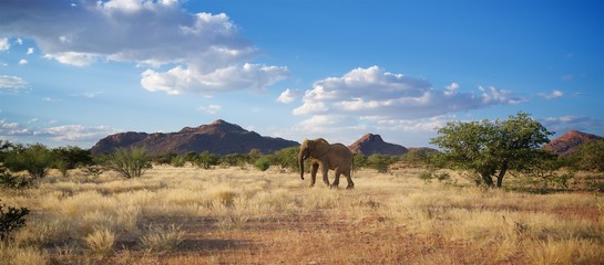 Namibia wild desert elephant from front