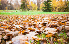 Fallen Yellow Leaves Lay Over Grass In Park