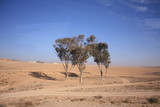 Fototapeta Sawanna - trees in a desert