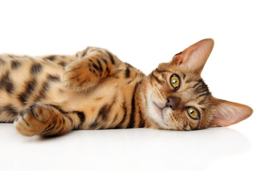 Canvas Print - Bengal kitten relaxing