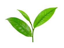 Tea Leaf Isolated On White Background
