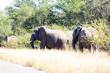 Wall Mural - Elephants crossing the road while protecting the young, Kruger park, South Africa.