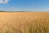 Fototapeta Sawanna - golden field with mature cereals and a blue sky with clouds