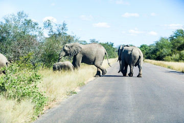 Wall Mural - Elephants crossing the road while protecting the young, Kruger park, South Africa.