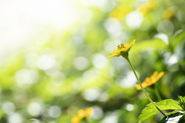 Wall Mural - yellow flower withbokeh background