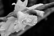 black and white image of a gladioli