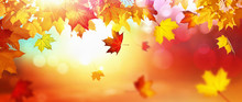 Falling Autumn Maple Leaves Natural Background