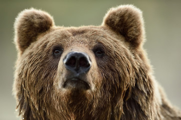 Wall Mural - brown bear face, portrait. bear head closeup.