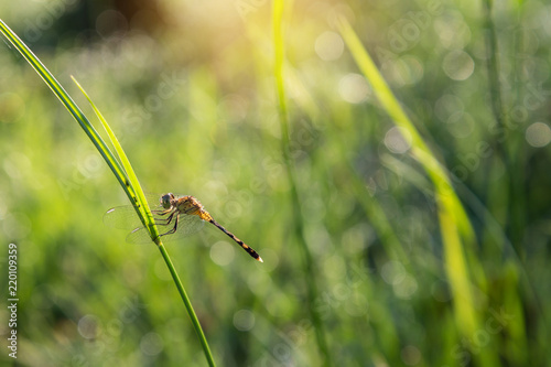 Fotografie, Obraz Dragonfly on a green grass with dew on the grass and sunny morning