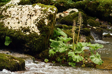 Cascade of a mountain river. Background.