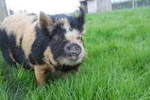 Kune Kune Boar Pig In A Field