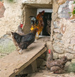 Domestic chickens walking in the backyard and entering an inclined board in the barn.