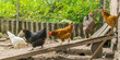 Domestic chickens walking in the backyard. Poultry coming out of the barn for a walk.