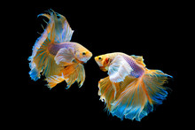 The Moving Moment Beautiful Of Yellow Half Moon Siamese Betta Fish Or Dumbo Betta Splendens Fighting Fish In Thailand On Isolated Black Background. Thailand Called Pla-kad Or Big Ear Fish.