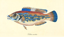 Ancient Colorful Illustration Of Cuckoo Wrasse (Labrus Mixtus), Side View Of The Fish With Its Bright Tones A Little Psychedelic, Isolated Element On White Background. By Edward Donovan. London 1802