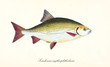 Ancient colorful illustration of Common Rudd (Scardinius erythrophthalmus), side view of the big dark yellow fish with red fins, isolated element on white background. By Edward Donovan. London 1802