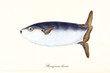 Ancient colorful illustration of Slender Sunfish (Ranzania laevis), side view of the strange fish with its large tail, isolated element on white background. By Edward Donovan. London 1802