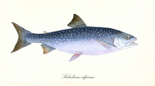 Ancient Colorful Illustration Of Arctic Char (Salvelinus Alpinus), Side View Of The Fish With Its Blue Pink Dotted Skin, Isolated Element On White Background. By Edward Donovan. London 1802