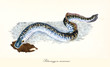 Ancient colorful illustration of Sea Lamprey (Petromyzon marinus), detailed view of the long fish with its stripped skin, isolated elements on white background. By Edward Donovan. London 1802