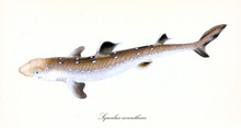 Ancient Colorful Illustration Of Spiny Dogfish (Squalus Acanthias), Side View Of The Little Shark With Its Brown Skin, Isolated Elements On White Background. By Edward Donovan. London 1802