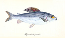 Ancient Colorful Illustration Of Grayling (Thymallus Thymallus), Side View Of The Fish With Its Blue Silvery Skin, Isolated Elements On White Background. By Edward Donovan. London 1802