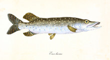 Ancient Colorful Illustration Of Northern Pike (Esox Lucius), Side View Of The Fish With Its Darkish Green And White Skin, Isolated Element On White Background. By Edward Donovan. London 1802
