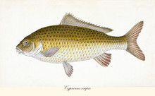 Ancient Colorful Illustration Of Common Carp (Cyprinus Carpio), Side View Of The Big Fish With Its Darkish Yellow Skin, Isolated Element On White Background. By Edward Donovan. London 1802