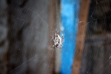 A large female spider (araneus diadematus) wove spider web, and expects prey