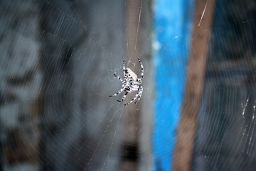 A large female spider (araneus diadematus) wove spider web, and expects prey