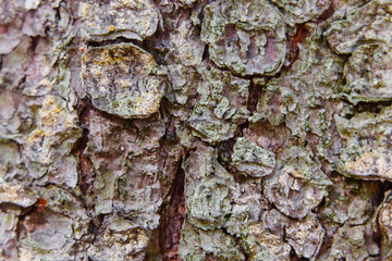 Old tree bark texture macro view