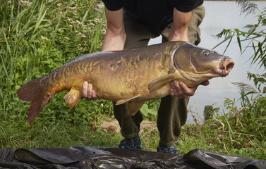 Wall Mural - Carp