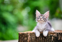 Close Up An Adorable Silver Blue Kitten Sitting On A Wooden Log Blurry Background By Green Garden. Gray-white Cat In Outdoor Looking Something.