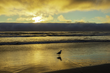 Wall Mural - Sea Gull in silhouette at edge of water on beach at sunset