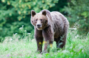 brown bear in its natural habitat