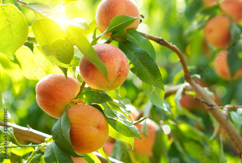 Fotomural Ripe peaches on a tree in a fruit garden.